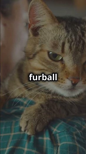 5 Reasons Cats Make the Best Alarm Clocks