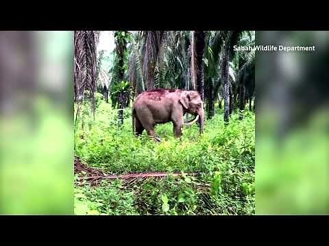 Bornean elephants endangered due to human activity | REUTERS