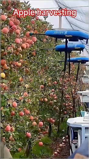 Innovation in Apple harvesting #farming #fruittrees #agriculturalinnovation #fruitfulharvest