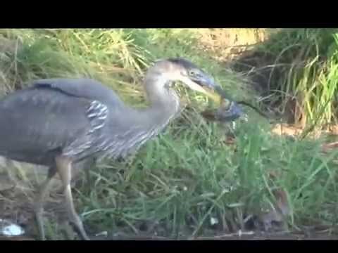 Heron eating chipmunk alive!