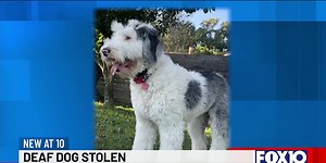 UPDATE: Rags, the stolen deaf dog from Silverhill, has been found in Arizona