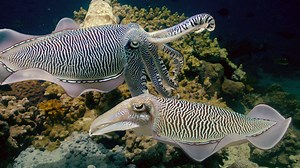 Watch Arabian Seas Season 1 Episode 2: Magicians of the Reef - Paramount