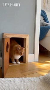 Cute 🥰 #cats #mini | Cats Planet