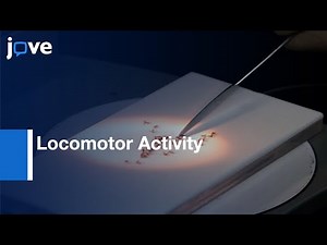 Spontaneous Locomotor Activity Determination | Protocol Preview