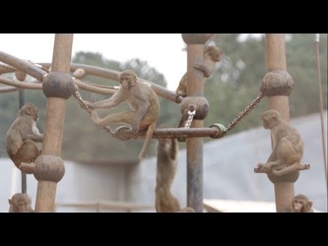 Love, Care, Progress: Inside a Nonhuman Primate Research Facility