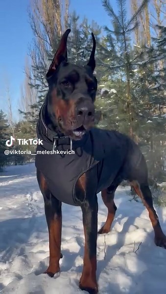 Bismarck Visual Script Review for Doberman Champions