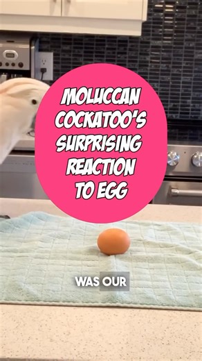 99K views · 3K reactions | What did a Moluccan Cockatoo do when he saw a chicken egg! Amazing.#pet | Lucky Lou and Coco Too | Facebook