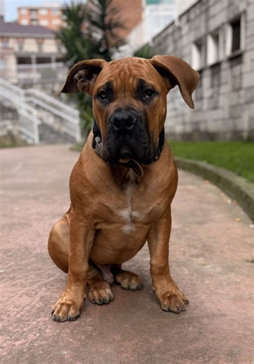 #boerboel #boerboelpuppy #fyp #foryoupage❤️❤️ #memes