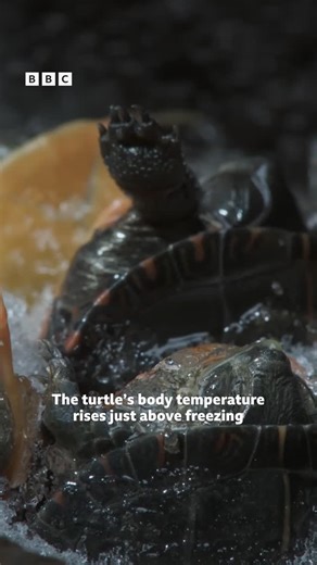 BBC iPlayer on Instagram: "These turtles are frozen in suspended animation⁣ ⁣ All your festive favourites in one place — unwrap the magic of Christmas on iPlayer!⁣ ⁣ #FrozenPlanet2 #Attenborough #Nature #Turtle #Throwback⁣ ⁣ As spring arrives, the forests begin to thaw and life returns. Beneath the ground, a nest of tiny painted turtle hatchlings now emerge, having remained frozen in a state of suspended animation throughout winter.⁣ ⁣ Frozen Planet II: Life in the extreme. In a fragile world of
