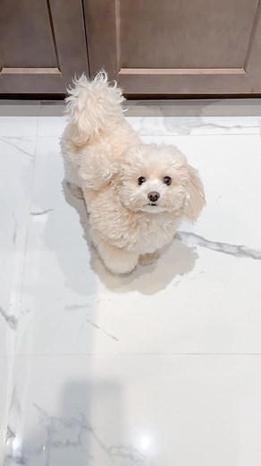 88K views · 6K reactions | This little man may be high maintenance, but he is worth it 殺 . . . #highmaintenance #takemymoney #cutedog #maltipoo #dogsofinstagram | tatobearr | Facebook