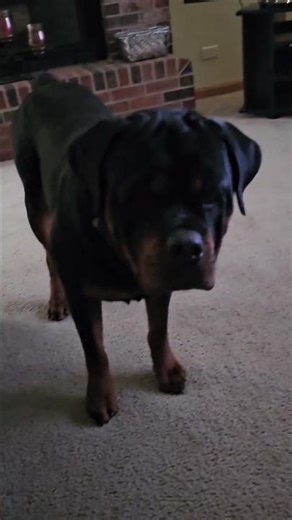Bear Catches Da Ball - Rotty Play Time