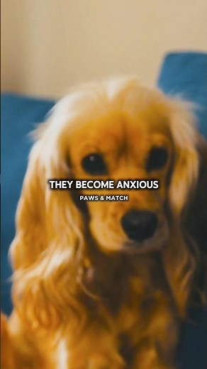 What Most People Don’t Know About the Cocker Spaniel