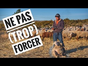 Retourner et immobiliser une brebis