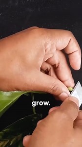 334K views · 3.7K reactions | How to Grow Pothos in Water From a...