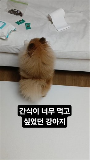 간식 앞에서 이성 잃은 강아지 #강아지 #포메라니안 #배변훈련