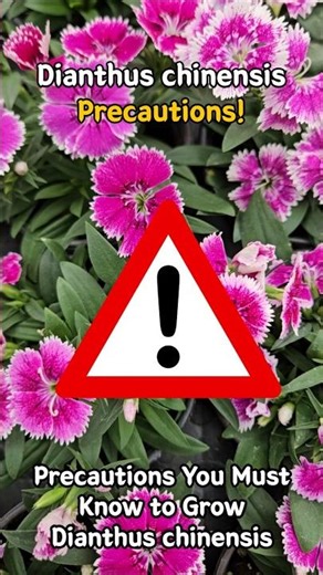 Dianthus chinensis care Precautions