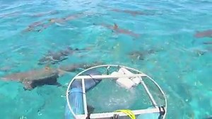 302 shares · 189 comments | You’re in a cage, surrounded by sharks, in the middle of the ocean. Would you drop everything to do that? Andy did. #boldbait #sharkweek | Doritos | Facebook