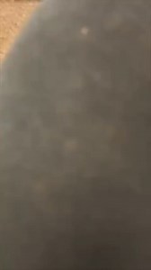 This dog attends college classes 😂 | The Dog Daddy