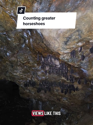 111 greater horseshoe bats and how I count them. There are always a few bats missed, especially in areas where the photo is blurry, hence why it is a minimum count. I estimated 100 bats inside the cave, so 111 isnt a bad total! #cave #bats #ecology #ecologist #wildlife