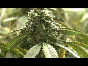 Cresco Labs launches program to help minority entrepreneurs open marijuana dispensaries