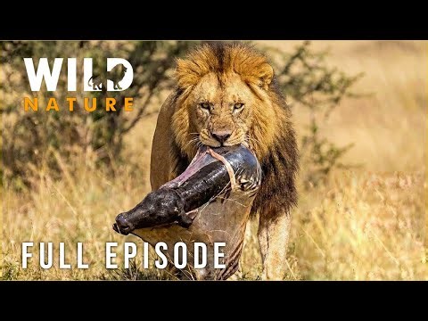 Survival Challenges: Predators Hunting Newborn Animals (Full Episode) #natureanimaldocumentary