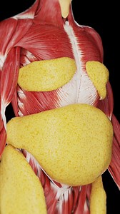 455K views · 136 reactions |  Subcutaneous Fat in the Male Body:...