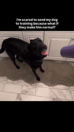 Why be normal when you can be Larry? #labradorretriever #dogsofinstagram #dogs #funnydog | Stella and Larry