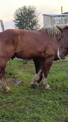 🐎 Mares Are Tired of Waiting for the Stallion | Horse Behavior Explained 😮