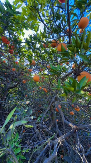 Zamonga khpalwano Wli swaze taso domra zoor darkawe 😂staso da kasta ba ye kom 🫵😂#fyp #viral