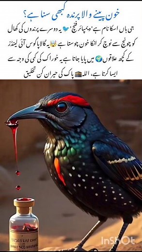 Nature's facts😱 about Vampire Finch Bird #finchbird #naturefacts #wildlife #birdsfacts #shorts