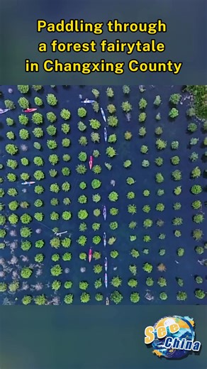 At Changxing’s Taohuaka Forest Park, lush dawn-lit metasequoia reflect in clear lake waters. Paddleboarders glide through the mirrorlike surface, entering what feels like a living fairytale. #SeeChina | CCTV