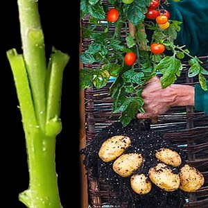 81K views · 616 reactions | Tomato Grafting On Potato Plant | Gardening & Farming | Facebook