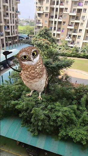 Owl dancing video🦉🦉 #viralsong #millionviwes #dancevideo