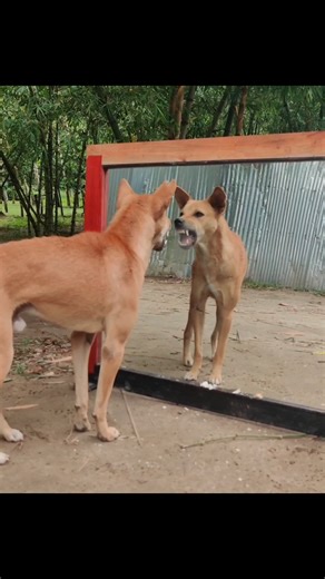 😂Super Funny Mirror Prank on Dog | Hilarious dog reaction to mirror #prank #mirrorprank #funny #funydogvideo #funnyPrank #funnyvideo | All Time Best Fun Tv