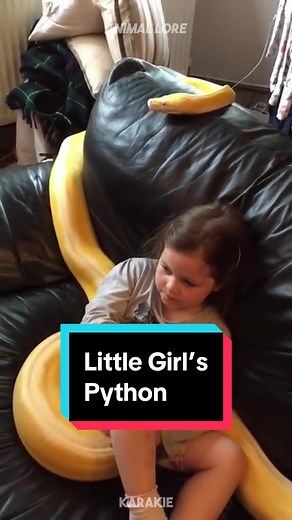 The SHOCKING Truth About Pet Pythons!!! 😱🐍 #python #snake #petsnake