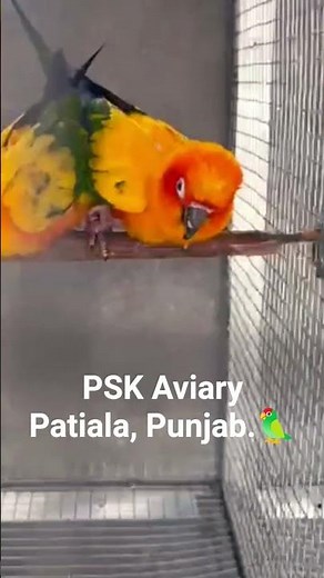 Sun Conures: The Ultimate Guide to Breeding & Pairing