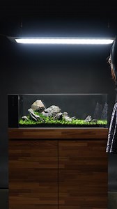197K views · 1.9K reactions | Do you prefer to dry start or fill right away? 樂 We used the dry start method on our carpet in a UNS 90LA. This tank features several carpeting plants like Hair Grass and Dwarf Baby Tears  Stay tuned to see this tank filled and completed! #aquascaping #carpetingplants #aquascape #plantedtank #aquaticplants #aquariumplants | Buce Plant | Facebook