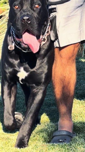 Understanding Cane Corso Breed Characteristics