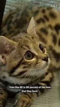Meet Maverick the Black-Footed Cat on a new episode of Backstage Safari!