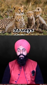 Animals Pregnancy Time 🐘🐕🐎 Longest & Shortest Gestations Explained#AnimalPregnancy #GestationPeriod #AnimalFacts #NatureWonder #LongestPregnancy #ShortestPregnancy #WildlifeKnowledge | JoT Tv Facts