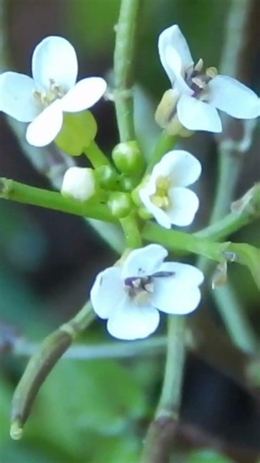 El berro (nasturtium officinale): antibacteriano y cicatrizante #plantasmedicinales