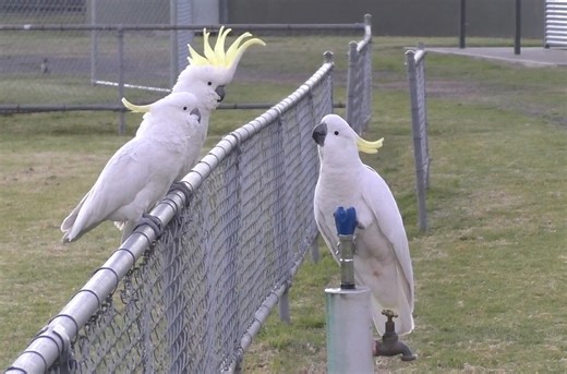 Cockatoos have learned to operate drinking fountains in Australia