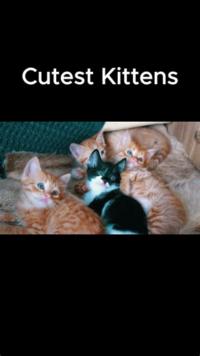 Too cute to handle 😻 #cat #catfacts #shorts #cute #funnyanimals #cutekittenseverywhere #cats