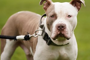 Warning to owners after reports of 'dogs behaving aggressively' in Telford