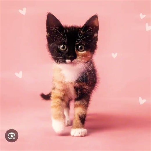 Olivia and the kittens!!!!