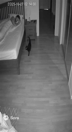 UNBELIEVABLE Security Camera Cats Fightning Each Other Scary