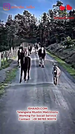 Ghode Ki Race Me Ghada 🐎 | Shaadi Ki Sabse Badi Ghalti #ShaadiReality #Shorts #1shaadi