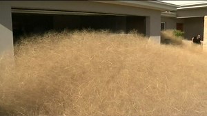 Fancy finding this outside your home?! There has been an invasion of tumbleweed, yes tumbleweed, in rural Australia. It's called Hairy Panic and has been clogging up homes in the town of Wangaratta in Victoria. Residents have spent hours trying to clear the weeds with some reaching roof height. A nearby farmer is being blamed for failing to tend to his field. | BBC Breakfast