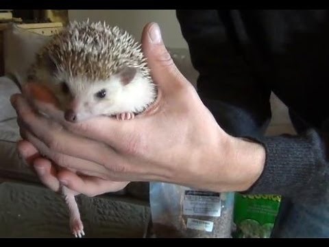 Hedgehogs - WHAT TO FEED THEM