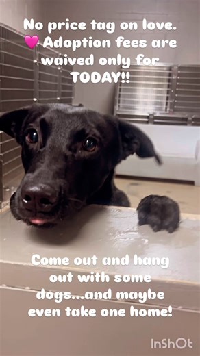 Got plans today? You do now! 😉 Come visit us, meet some adoptable pups, and spend the day with our awesome team! Free cuddles included ❤️ | Anderson County PAWS